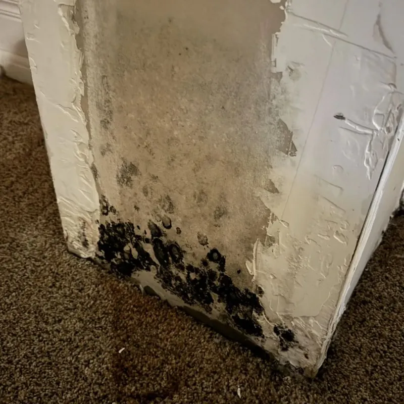 Professional Mold Removal in Giddings, TX